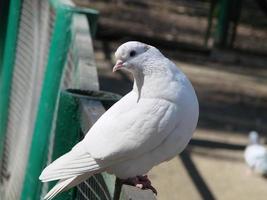 pomba branca - pomba imperial - dukula, um símbolo de paz foto