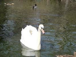 cisne branco no lago nevoento ao amanhecer. luzes da manhã. fundo romântico. lindo cisne. cygnus. foto