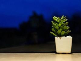 lindo cacto verde fresco em um vaso de planta branco em uma mesa de madeira, um fundo de atmosfera romântica foto