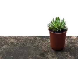 plantas suculentas de terrário vêm em vasos de plástico circulares marrons, isolados em fundo branco com caminho de recorte foto