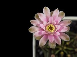 close-up vista superior flor rosa florescendo gymnocalycium mihanovichii em pote de plástico branco. foto