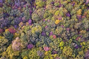 floresta colorida de outono. vista aérea de um drone sobre folhas de outono coloridas na floresta. foto
