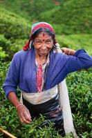 colhedores de chá tamil coletando folhas, sri lanka