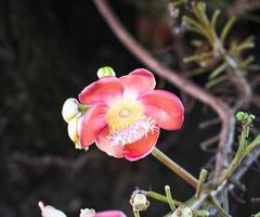 shorea robusta couroupita guianensis na árvore foto