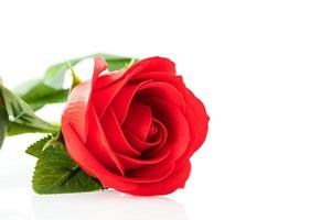 rosas falsas de plástico vermelho único em branco foto
