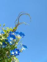 glória da manhã agente de flores céu azul foto