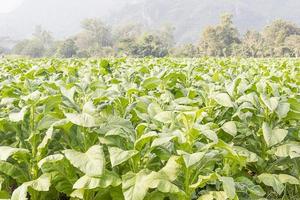 campo nicotiana tabacum foto