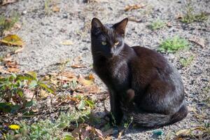 gato preto no chão foto