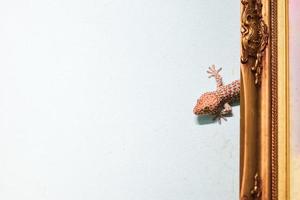 uma grande lagartixa se agarra a uma parede de cimento e vive atrás de um porta-retrato. foto