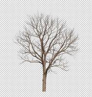 árvore morta em fundo de imagem transparente com traçado de recorte, única árvore com traçado de recorte e canal alfa foto