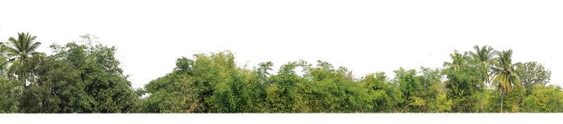 árvores verdes isoladas em fundo branco são floresta e folhagem no verão para impressão e páginas da web com caminho de corte e canal alfa foto