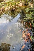 peixe koi no projeto paisagístico decorativo da lagoa do jardim foto