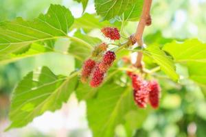 frutas frescas de amora vermelha no galho de árvore foto