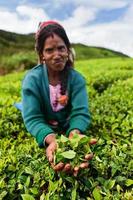 colhedores de chá tamil coletando folhas, sri lanka