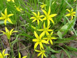 pequenas flores de gagea lutea ou close-up de cebolas de ganso. primavera estrela de Belém amarela florescendo em dia ensolarado. foto