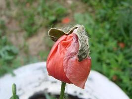 flores de papoula vermelhas no campo como símbolo para o dia da lembrança foto