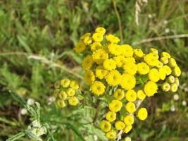 tanacetum vulgare no prado verde de verão, foco seletivo suave. foto