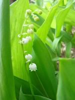 flores brancas de um lírio de maio. convallaria foto