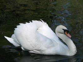 Cisne Branco. o pássaro orgulhoso representa as relações amorosas entre as pessoas e o romance foto