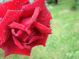 broto, flor de uma rosa varietal vermelha no fundo da grama verde no jardim, primavera, verão, foto