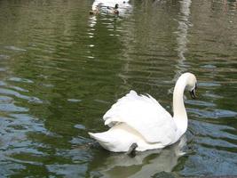 cisne branco no lago nevoento ao amanhecer. luzes da manhã. fundo romântico. lindo cisne. cygnus. foto