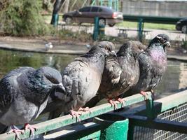 pombo em um chão ou pavimento em uma cidade. pombo em pé. pomba ou pombo. foto