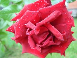 broto, flor de uma rosa varietal vermelha no fundo da grama verde no jardim, primavera, verão, foto