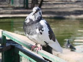 pombo em um chão ou pavimento em uma cidade. pombo em pé. pomba ou pombo. foto