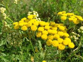 tanacetum vulgare no prado verde de verão, foco seletivo suave. foto