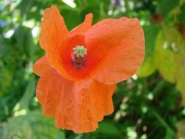 flores de papoula vermelhas no campo como símbolo para o dia da lembrança foto