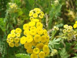 tanacetum vulgare no prado verde de verão, foco seletivo suave. foto