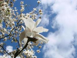 flor de magnólia branca contra o céu close-up foto