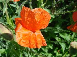 flores de papoula vermelhas no campo como símbolo para o dia da lembrança foto