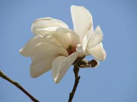 árvore de tulipa de magnólia floração. flor de magnólia chinesa x soulangeana com flores em forma de tulipa foto