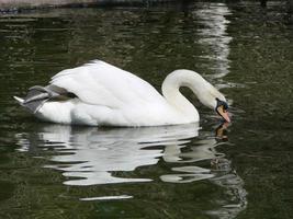 belo cisne em um reflexo de rio azul cristalino foto