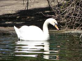 belo cisne em um reflexo de rio azul cristalino foto