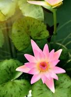 bela flor de nenúfar ou lótus rosa na lagoa.