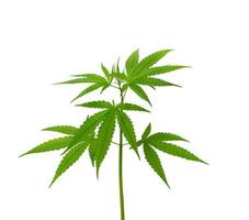 planta de cannabis isolada em um fundo branco foto