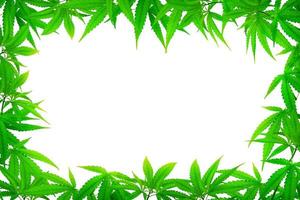 quadro de folha de cannabis verde com um espaço de cópia de trabalho no centro. foto