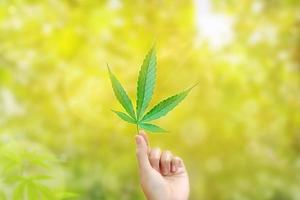 uma mão segura uma folha de cannabis em um fundo verde desfocado. folhas de maconha. maconha medicinal. foto