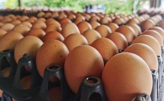 os ovos são caros durante a crise econômica, altos preços do petróleo, inflação. foto
