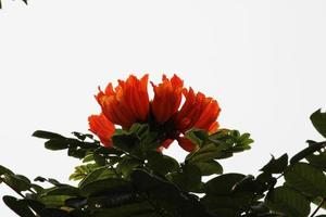 spathodea campanulata flor. foto