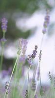 campos de lavanda florescem em hokkaido japão para relaxar no verão ou na primavera. foto