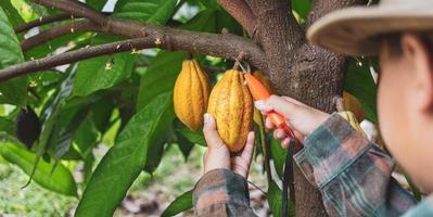 mãos de close-up de um agricultor de cacau usam tesouras de poda para cortar as vagens de cacau ou frutos de cacau amarelo maduro da árvore de cacau. colheita que o negócio de cacau agrícola produz. foto