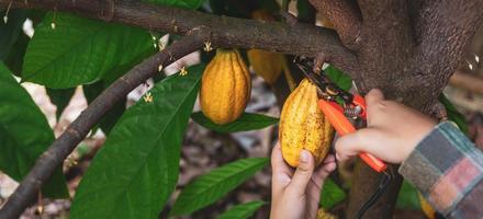 mãos de close-up de um agricultor de cacau usam tesouras de poda para cortar as vagens de cacau ou frutos de cacau amarelo maduro da árvore de cacau. colheita que o negócio de cacau agrícola produz. foto