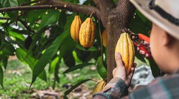 mãos de close-up de um agricultor de cacau usam tesouras de poda para cortar as vagens de cacau ou frutos de cacau amarelo maduro da árvore de cacau. colheita que o negócio de cacau agrícola produz. foto