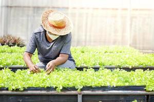 idosos asiáticos usando máscaras cultivam verduras orgânicas verdes em parcelas no chão. conceito de alimentação saudável, alimentos orgânicos cultivando vegetais para comer em casa, durante o coronavírus foto