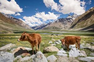 vaca no campo e montanha de neve foto