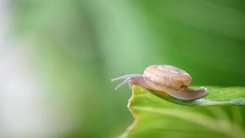 um pequeno caracol marrom se agarra a uma folha no jardim. foto