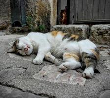 lindo gato de rua relaxando na estrada foto